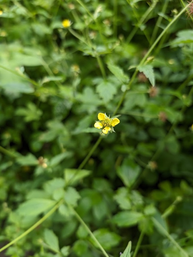 Wood Avens